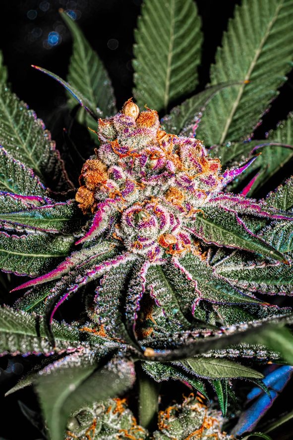 Platinum Grape Runtz